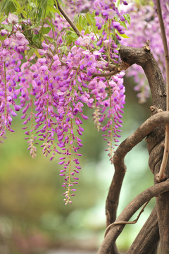 春天紫藤