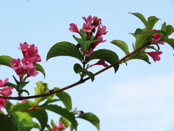 红王子锦带花