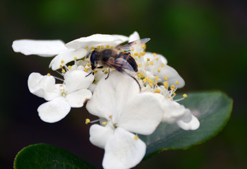 蜜蜂