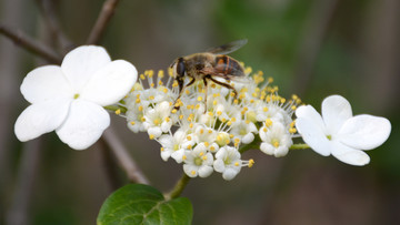 蜜蜂