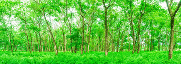 森林树林素材 茂密绿树林 森林