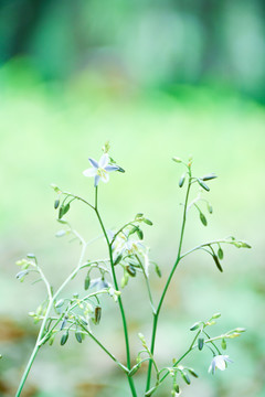 野草背景素材