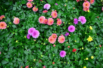 花墙 绿植墙 植物墙