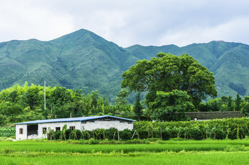 田园风光