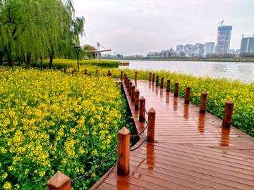 金华婺江江岸油菜花木栈道