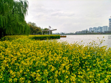 金华婺江八咏码头油菜花田