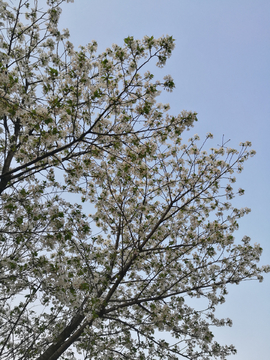 繁花满树