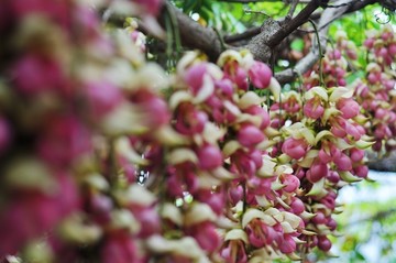 禾雀花开