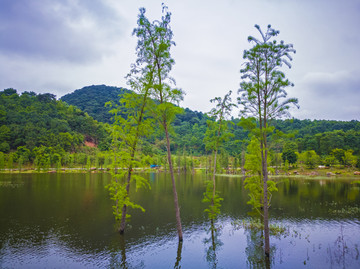 湖中水杉