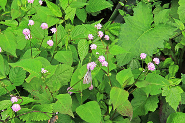 山间野花