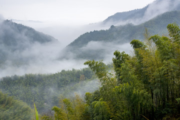 竹林