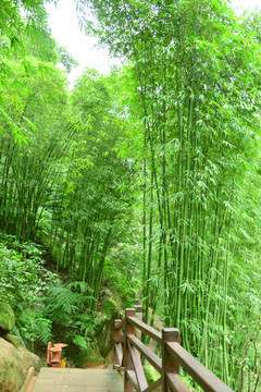 植物素材 翠竹 竹海 竹林