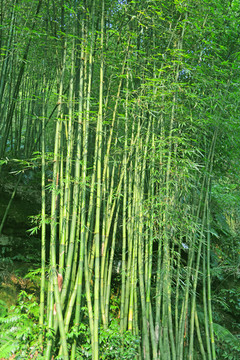 植物素材 翠竹 竹海 竹林