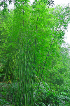 植物素材 翠竹 竹海 竹林