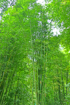 植物素材 翠竹 竹海 竹林