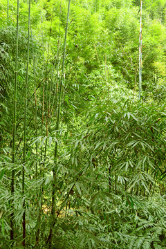 植物素材 翠竹 竹海 竹林