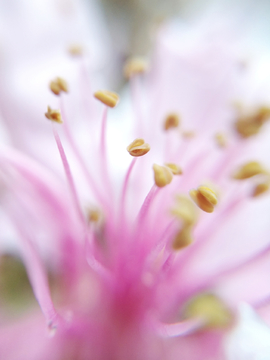 桃花花蕊微距