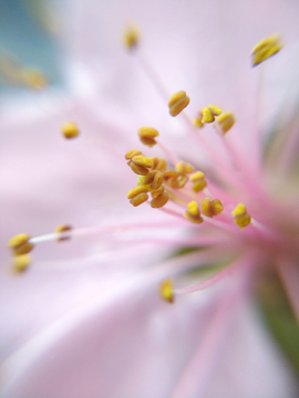 桃花花蕊微距