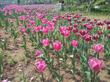 郁金香花