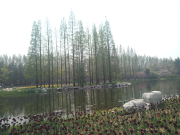 湖边杉树林