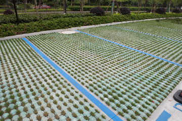 植草砖 植草砖车位 地面 花砖