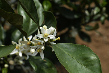 橘子花