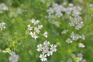 香菜花