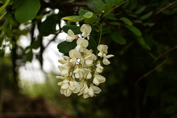 槐花