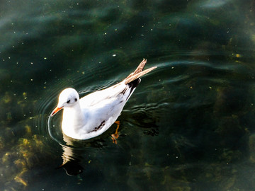 湖泊海鸥