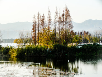 湿地杉树