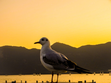 黄昏海鸥