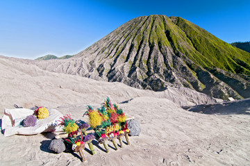 腾格尔地块的布罗莫火山牺牲花朵