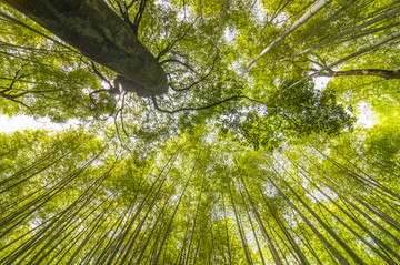 日本京都竹林与岚山