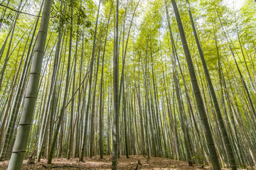 日本京都竹林与岚山