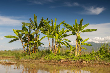 缅甸茵莱湖的香蕉树