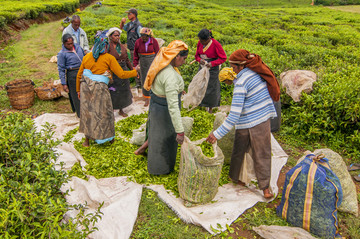 茶园里打破了茶叶