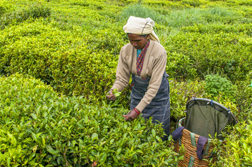 茶园里打破了茶叶