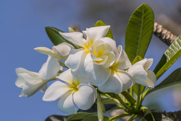 在赤素馨花树上的白色花朵