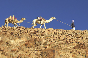 贝都因人和骆驼与标志前往西奈山圣徒凯瑟琳修道院;西奈沙漠埃及。