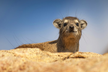 岩石蹄兔（Procavia capensis）;也被称为岩獾和海角蹄兔;躺在岩石的顶部，在坦桑尼亚的