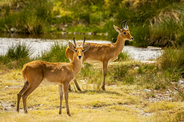 坦桑尼亚国家公园的两只羚