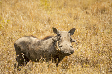 恩戈罗恩戈罗国家公园的疣猪