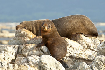 海豹在凯库拉的岩石上晒太阳