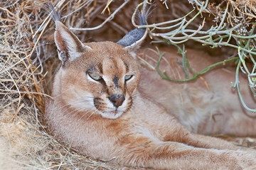 纳米比亚的中型野生猫