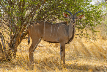 埃托沙国家公园的捻角羚