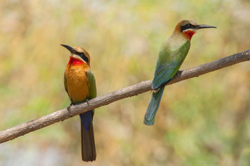 非洲博茨瓦纳食蜂鸟