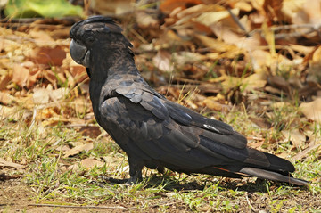 红尾黑鹦鹉