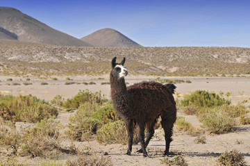 拉古纳科罗拉达附近的骆驼