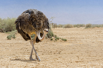 海巴自然保护区的红颈鸵鸟