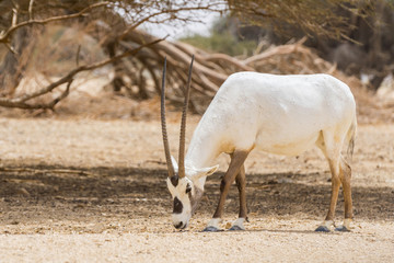 海巴自然保护区的阿拉伯羚羊